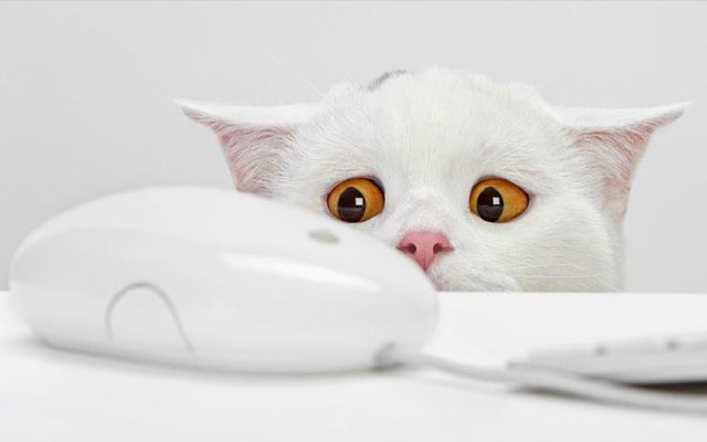 gato-tene-miedo-raton-ordenador.jpg