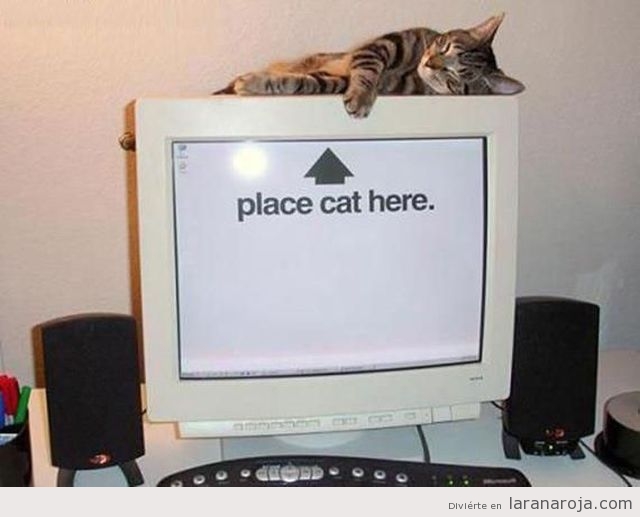 foto-divertida-fondo-pantalla-ordenador-pon-un-gato-aqui-flecha.jpg