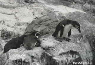 http://laranaroja.com/wp-content/uploads/2012/07/pinguino-troll-empuja-otro-gis-gracioso-animales.gif