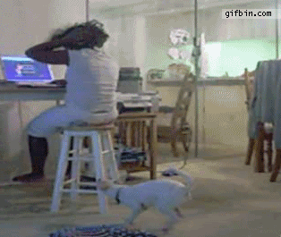 gif-gracioso-perro-atacando-mujer-en-ordenador-2.gif