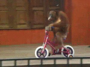 gif-gracioso-mono-bicicleta.gif